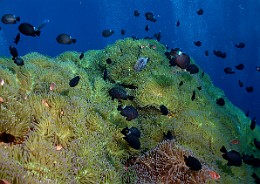 Thailand 2015 - Ko Tao - Anemones Ambiance _IMG_3784_rc